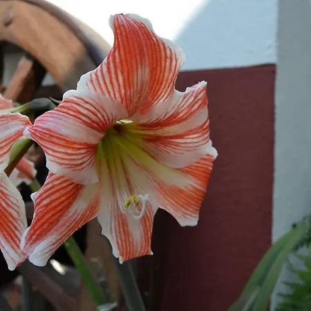 金塔尔德阿莱姆杜里贝罗-特里士姆乡村酒店 招待所 4*