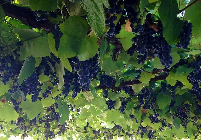 Casa de hóspedes Quintal De Alem Do Ribeiro-turismo Rural