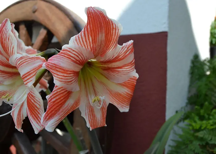 Quintal De Alem Do Ribeiro-turismo Rural بيت ضيافة 4*